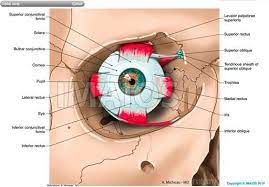 Extraocular Muscles Extrinsic Muscles Of Eyeball Superior Rectus Inferior Rectus Medial Rectus Superior Oblique T Eye Health Medical Illustration Anatomy
