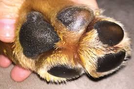 Paw Soother In 2020 Dry Paws Dog Allergies Dog Balm