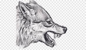 Animal nature forest fox werewolf predator wildlife wild silhouette 495 free images of wolf / 5 ‹ › Wolf Illustration Gray Wolf Drawing Snarl Art Sketch Sketch Wolf Mammal Pencil Png Pngegg