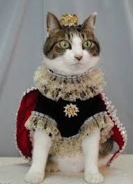Below is a complete list of the 118 best male cat names. A Male Cat Is Called A Tom But The Name For A Female Cat Is A Queen Some Kittehs Take This More Seriously Than Others Funny Cat Pictures Cats Cat Pics