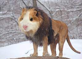 Scroll down and upvote your favorite photo manipulations. 15 New Animal Species Bred In Photoshop Bored Panda