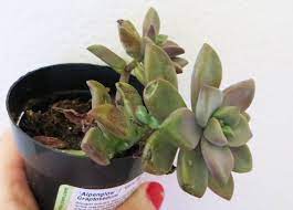 Bird netting can deter possums too as they cannot climb it, but be aware netting is easy for them to break through. Plant Care The Succulent Project
