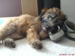 Soft Coated Wheaten Terrier Growing Up From Puppy To