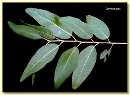 Image result for Xerophyta scabrida