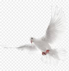The holy spirit as a dove. Columbidae Doves As Symbols Holy Spirit Dove Png Image With Transparent Background Toppng