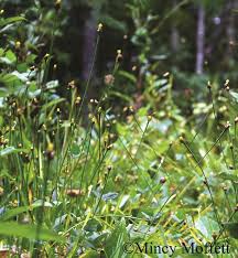 Image result for Xyris straminea