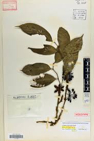 Image result for Malouetia mildbraedii