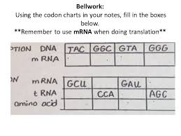 Bellwork Using The Codon Charts In Your Notes Fill In The