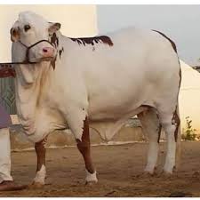 Pin By Jose Anival Meza Alvarado On Ciekawostki In 2020 Cattle Ranching Dairy Cow Art Bucking Bulls