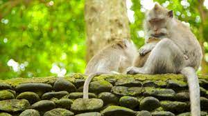 Ubud Monkey Forest di Nyuh Kuning | Expedia