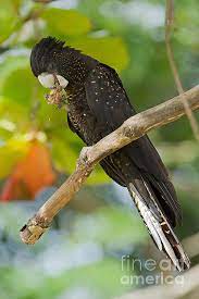 Although they are a rare and prized sight, these exotic cockatoos make wonderful pets and are still sought by many potential owners. Red Tailed Black Cockatoo Greeting Card For Sale By B G Thomson