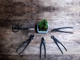 Spraying the foliage frequently with water dislodges the mites. How To Take Care Of Japanese Juniper Bonsai Our Guide Book Nayturr