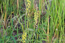 Image result for Crotalaria lanceolata