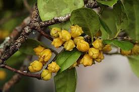 Image result for Pterocelastrus