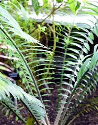 Image result for Encephalartos villosus