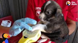 The exposure to radiation was only estimated and not actual figures. Radioactive Dogs Near Chernobyl Nuclear Plant Are So Grateful For This Man The Dodo Youtube
