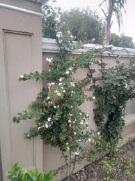 Image result for Jasminum dichotomum