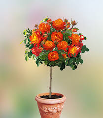 Rosen Stamm France Libre 1a Rosenpflanzen Bestellen Baldur Garten