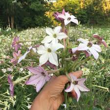 Image result for Nicotiana