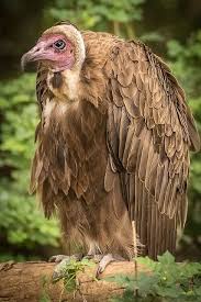 Bird With No Feathers On Head Feathers Yirtici Kuslar Hayvanlar Hayvan