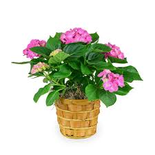 Ruth Evelyn (Trinkle) Wyman Obituary January 29, 2021