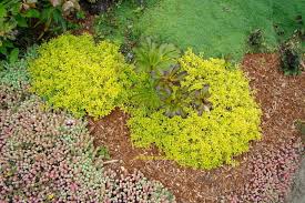It grows just 6 to 8 inches tall with a creeping,. Plantfiles Pictures Origanum Golden Oregano Aureum Origanum Vulgare By Kell