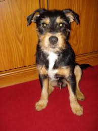 Black And Tan Jack Russell Puppies For Sale In Yorkshire Digger Now In 2015 3 Vira Lata Latas