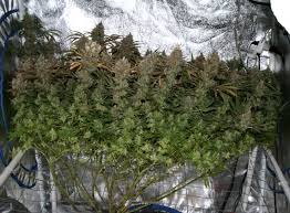 This is an excellent lamp for the whole plant growth stage. Is 3x3 Grow Tent Alright For 400w Hps Microgrowery