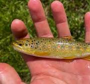 Types of Trout and How to Identify Them - Wired2Fish