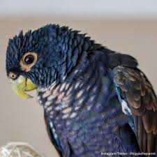 Bird That Sounds Like A Squeaky Toy At Night Pin By Parrotcraze On Pionus Parrot Pionus Cute Birds