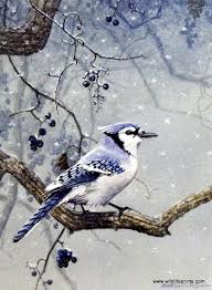 Gray Birds That Look Like Blue Jays A Beautiful Male Blue Jay Rests On The Branches Of A Snowy White Tree In This Scott Zoellick Print This Print Is Availabl Blue Jay Pretty Birds Birds Painting