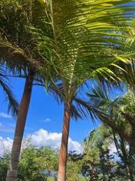 Image result for Acanthophoenix rubra