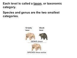 Polar Bear Taxonomy Classification Chart Google Search