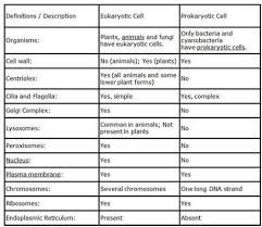Bacteria Archaea And Eukarya Google Search Prokaryotic Cell Eukaryotic Cell Business Process