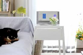 愛犬と一緒のおうち時間に 528hzの曲でリラックス ガーデン デザイン ガーデニング 素敵な庭