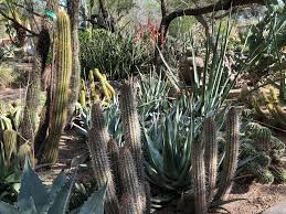 Another Random Garden Shot Gardening Garden Diy Home Flowers Roses Nature Landscaping Horticulture Garden Shot Garden Cactus Plants