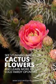 How long does a cactus flower last? Amazing Cold Hardy Opuntia Cactus Flowers Succulents And Sunshine