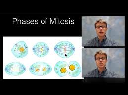 First and longest phase of mitosis, during which the chromosomes become visible and the centrioles separate and take up positions on the opposite sides of the nucleus metaphase second phase of mitosis, during which the chromosomes line up across the center of the cell Phases Of Mitosis Youtube