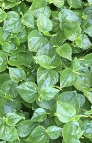 Image result for Peperomia pellucida