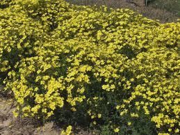 Linum Flavum Compactum Gelber Lein Haussermann Stauden Und Geholze