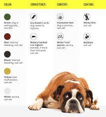 The colour of your dog's vomit and what it might mean. Dog Poop 101 What It S Telling You What To Do Gallant