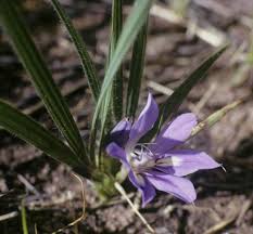 Image result for Babiana bainesii