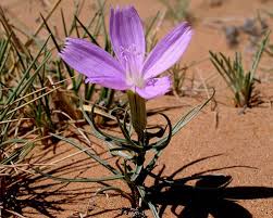 Maybe you would like to learn more about one of these? Pink Purple And Blue Wildflower Guide Petrified Forest National Park U S National Park Service