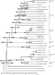 Image result for Pseudovigna