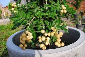 Jadi kalau ditanam dipot pasti tidak optimal, belum lagi ukuran tanamannya yang nantinya tidak akan sebanding dengan ukuran potnya. Tanaman Buah Dalam Pot Tabulampot Tanah Kaya