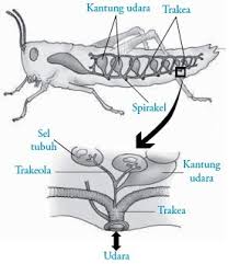 De Biology Sistem Pernapasan Pada Hewan