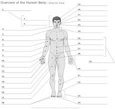 Choose from over a million free vectors, clipart graphics, vector art images, design templates, and illustrations created by artists worldwide! Regions Of The Body Blank Diagram Trusted Wiring Diagram