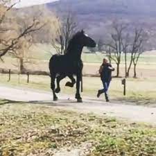 Big Strong Stallion Video Animals Beautiful Funny Horse Pictures Beautiful Horse Pictures