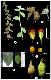 Image result for Indigofera sp.nov. aff. I chimanimaniensis