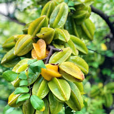 Image result for Averrhoa carambola